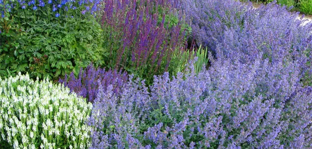 Tips for planting a herb garden