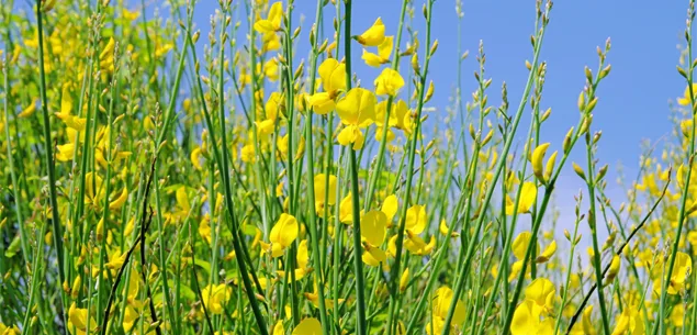 Tips for planting broom