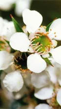 Uses for Manuka Oil