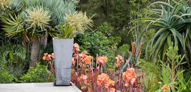 Planting loquat trees