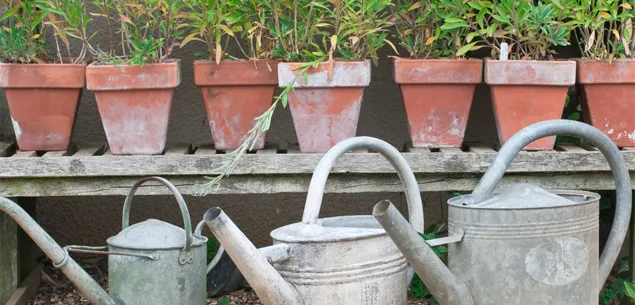 Easy ways to add character to your garden