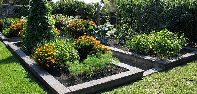Tips for growing your own fruit and veges