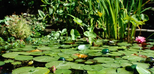 Creating a garden pond