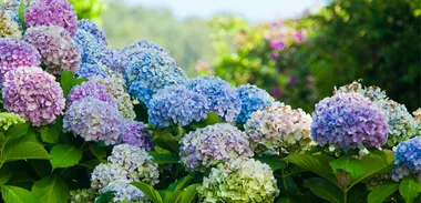 Adding colour to your garden