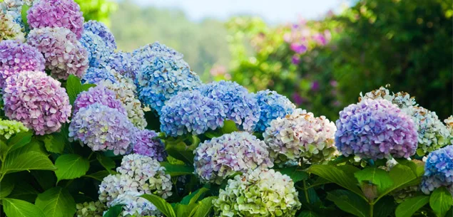 Adding colour to your garden