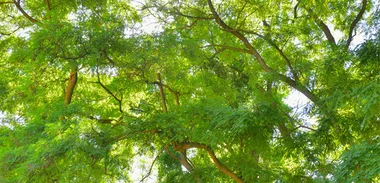 Wattle we do?