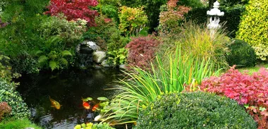 Growing Japanese maples