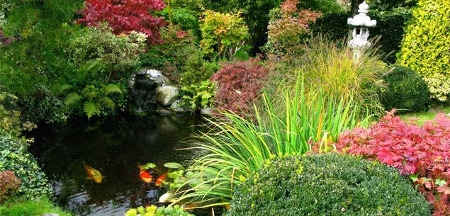 Growing Japanese maples