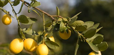 Citrus Sorted
