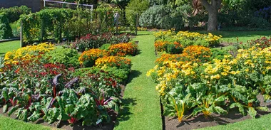 Growing a vegetable patch