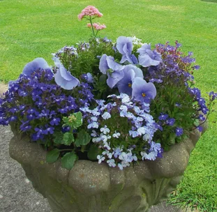 Intensive gardening: pack planting
