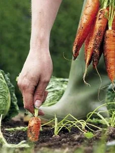 The great organic debate