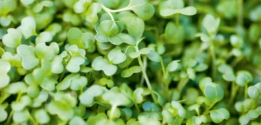 Green living- growing sprouts
