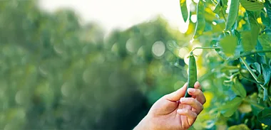 Foods to grow