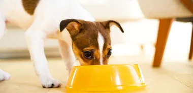 Retro recipe: Dog biscuits