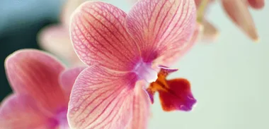Irresistible flowers