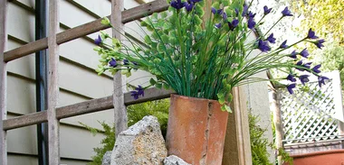 Garden re-vamp