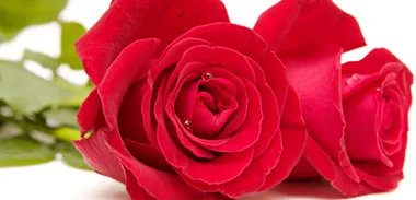 Rose water