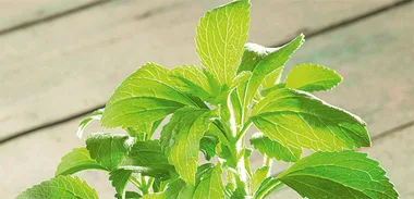 Natural sweeteners