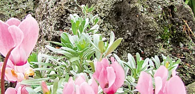Planting a shade garden
