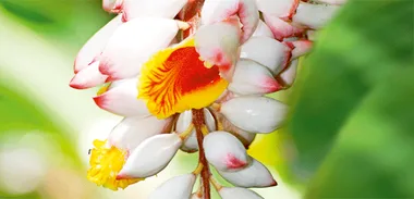 Gardening – Subtropical plants