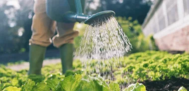 Gardening: Designing a vegetable patch