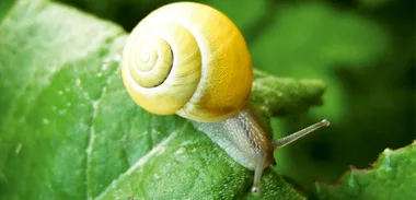 Slugs and snails in the garden