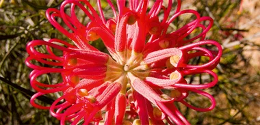 Gardening – Australian flowers