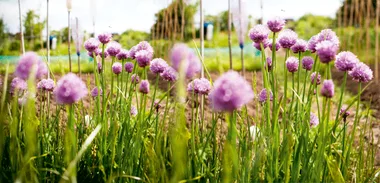 How to create a herb garden