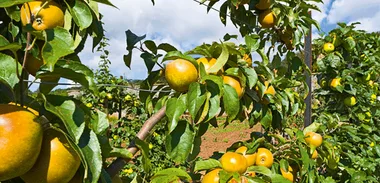 The fruit-tree Renaissance