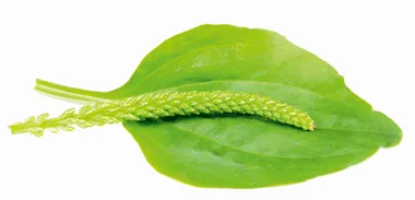Lifestyle news: Plantain