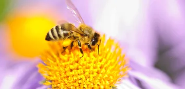 Lifestyle news: Ban on pesticides