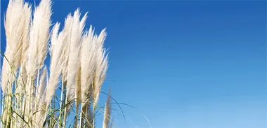 Gardening with NZ natives