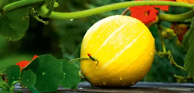 Companion planting