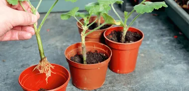Lifestyle news: Grow plants from cuttings
