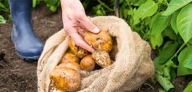 Growing potatoes