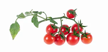 Lifestyle news: Growing tomatoes