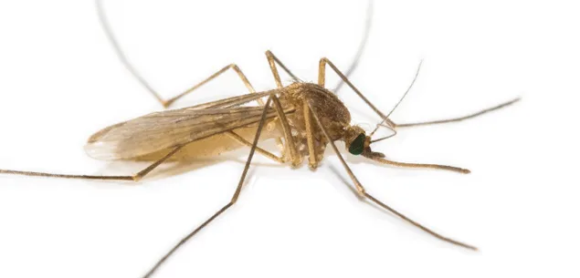 Lifestyle news: Natural mosquito repellents