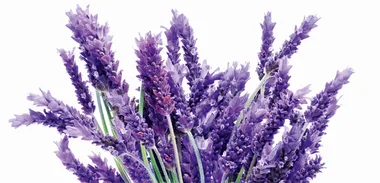Homemade recipe: Air freshener