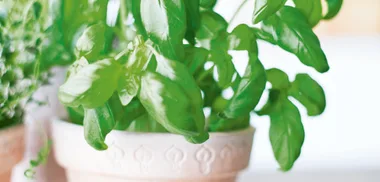 Growing basil & making pesto