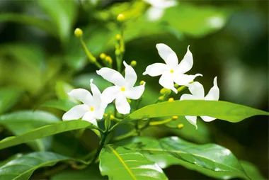 Creating garden edges