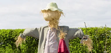 Scarecrow’s in the garden