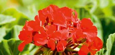 Beautiful geraniums