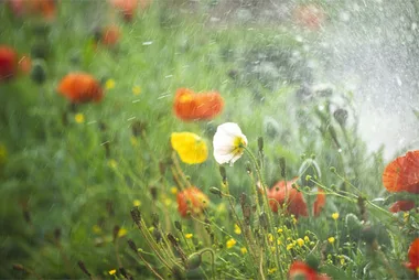 Green news: Free rain
