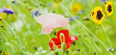 Wild Flower lawns