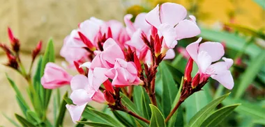 Poisonous plants