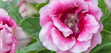 Retro garden: Begonia flowers