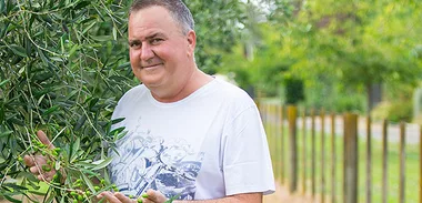 Simon Gault’s olive harvest