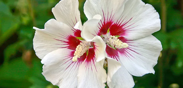 Hibiscus