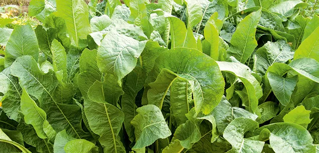 Horseradish